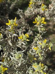 Image result for Adenocarpus mannii