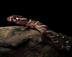 Image result for Dissotis peregrina