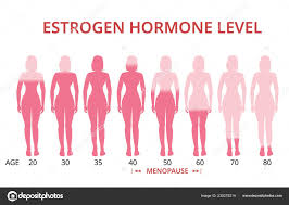 Estrogen Hormone Levels Chart Menopause Vector Stock