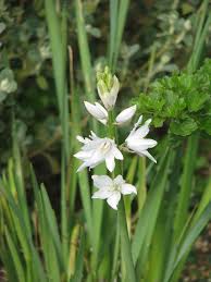 Image result for Ornithogalum