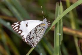 Image result for Cadaba termitaria