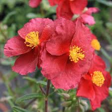 Check spelling or type a new query. Stauden Stade Versand Shop Helianthemum Cultorum Hartswood Ruby Sonnenroschen Hier Bestellen