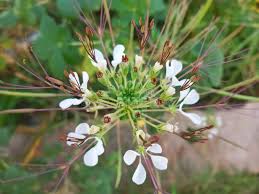 Image result for Cleome gynandra