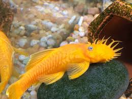 «ancistrus superred longfin #wels #antennenwels #l144 #lda16 #loricariidae #ancistrus #superred…» Pin On Breeding Pairs Of Aquarium Fish For Sale