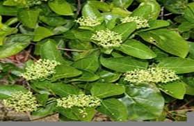 Image result for Premna