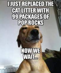 Memes That Make You Lol Irl Pt 3 Page 135 Funny Animal Jokes Funny Animal Memes Funny Dog Memes