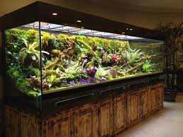 Pin By Chip Fischer On Nature Neat Stuff In 2020 Frog Terrarium Aquascape Vivarium