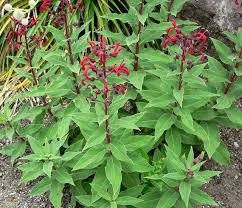 Image result for Lobelia stricklandiae