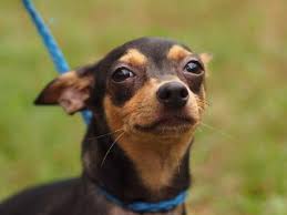Sep 02, 2020 · deer head chihuahua lifespan can vary due to the likelihood of health issues. Nassau The Min Pin Chi Blend Puppy S Web Page