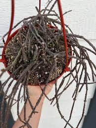 Image result for Cynanchum