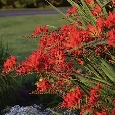 Crocosmia emily mckenzie, a cross of crocosmia and tritonia, is widely grown for cut flowers. Lucifer Crocosmia Bulbs Montbretia Bulbs High Country Gardens
