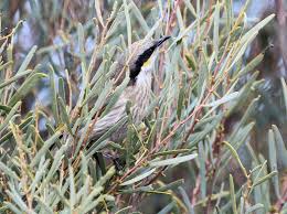 Image result for Melhania virescens