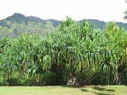 Image result for Pandanus