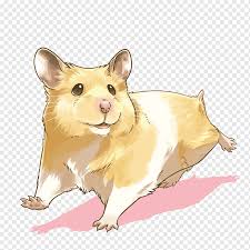 Hamster png transparent images free download free png images, vectors, stock photos, psd templates, icons, fonts, graphics, clipart, mockups, with transparent background. Hamster Png Material Mammal Pet Png Pngwing