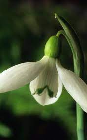 The Best Snowdrop Varieties For Your Garden Fall Plants Garden Flowers
