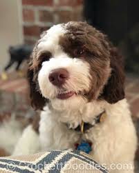 Black And White Aussiedoodle Full Grown Brown And White Sproodle Springerdoodle Crockett Doodles Springer Puppies