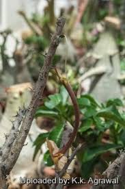 Image result for Sesamothamnus lugardii