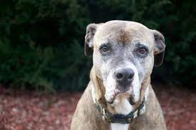 Grieving the loss of a pet after euthanasia reddit. Do Dogs Grieve When Another Dog Dies Canna Pet