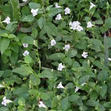 Image result for Asystasia gangetica