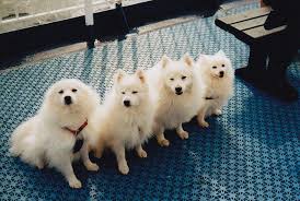 Black American Eskimo Dog Price Untitled Animals Cute Animals American Eskimo Dog