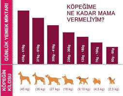 yavru kopekler icin beslenme programi