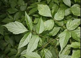 Choose a service to learn more. Pest Control The Annoying Box Elder Bug Western Garden Centers