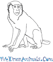 How To Draw A Realistic Monkey