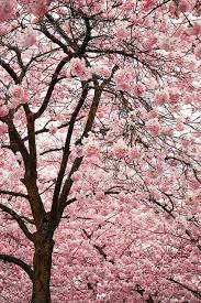 Cherry Blossom Blossom Trees Cherry Blossom Festival Beautiful Tree