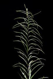Image result for Pityrogramma argentea