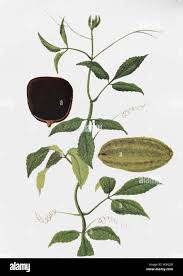 Image result for Telfairia occidentalis