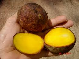 Image result for Mangifera