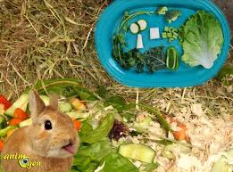 Aliments Frais Comestibles Pour Les Lapins Legumes Fruits Plantes Aromates Feuillages Animogen