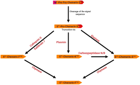 Pacora garten / 2 / pacora gardens panama cuenta con casas de 64m2 en lotes de 120m2. Involvement Of Novel Adipokines Chemerin Visfatin Resistin And Apelin In Reproductive Functions In Normal And Pathological Conditions In Humans And Animal Models Abstract Europe Pmc