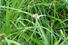 Image result for Cyperus nduru