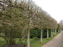 Check spelling or type a new query. How To Create The Perfect Winter Garden Janet Bligh