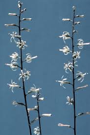 Image result for Litanthus pusillus