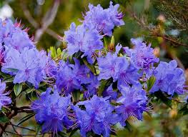 Rhododendron Blue Diamond Rhododendron Blue Diamond Plants