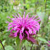 Butterflies and hummingbirds do get moisture from the nectar of plants but they still need water. 1