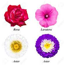 Check spelling or type a new query. A Set Of Four Flowers A Rose Of Fuchsia A Pink Lavatera A Stock Photo Picture And Royalty Free Image Image 80594916
