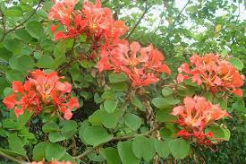 Image result for Bauhinia galpinii