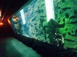 Aquarium Wall Picture Of Khalifa Park Abu Dhabi Tripadvisor