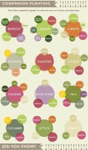 a vegetable growing guide infographic cheat sheet diy