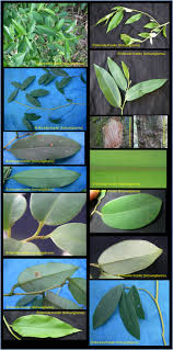 Image result for Embelia