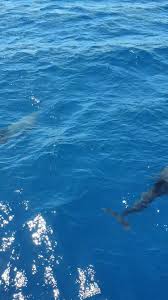 Cat timp si la cate grade se coace friptura din pulpa de miel la cuptor? Caraibe Dreams Travel Posts Facebook