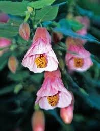 Image result for Abutilon sp.no.1