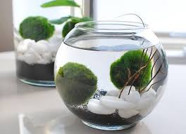 Goldfish usually work best in the indoor pond and should be fed minimally. How To Grow An Indoor Water Garden The Garden