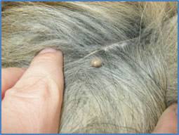 The tick also occurs in certain areas of canada, mexico and the pacific northwest of the u.s. What Every Dog Owner Should Know About Ticks K9 Active