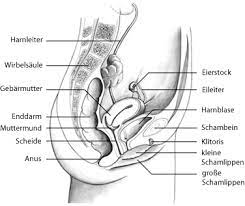 Scheide Vagina Anatomie Und Funktion Dkg