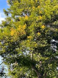 Image result for Peltophorum africanum