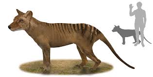 The thylacine (thylacinus cynocephalus) is an extinct carnivorous marsupial that was native to the island state of tasmania, new guinea, and the australian mainland. File Thylacine Png Wikipedia